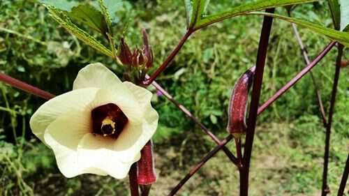 jing-orange-okra-from-sow-true-seed