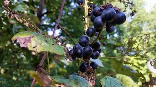 possum-grapes