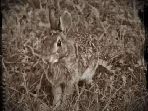 rabbit-run-over-my-grave