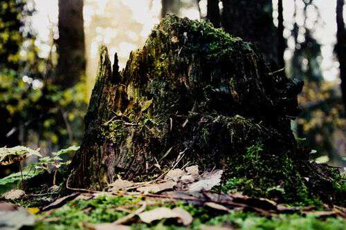 stump-water-cures-freckles