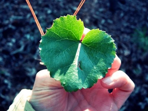 Galax plant shaped like a heart