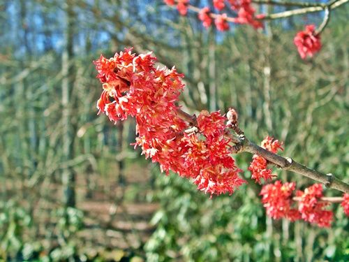 maple-trees-are-blooming