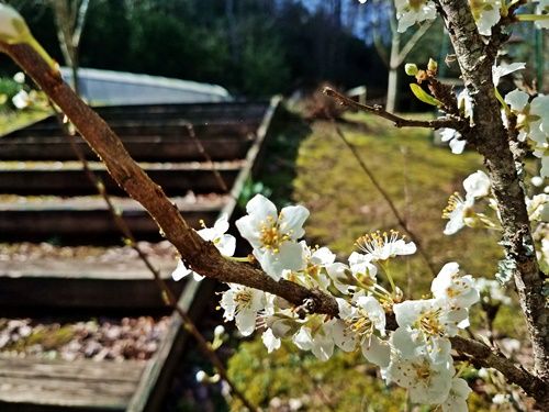 plum-tree-bloomed-out-too-soon