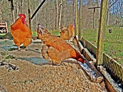 raising-backyard-chickens