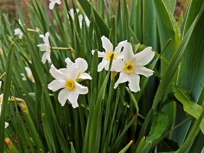 daffodils-speak-of-the-past