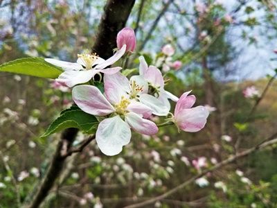 spring-of-the-year-in-Appalachia