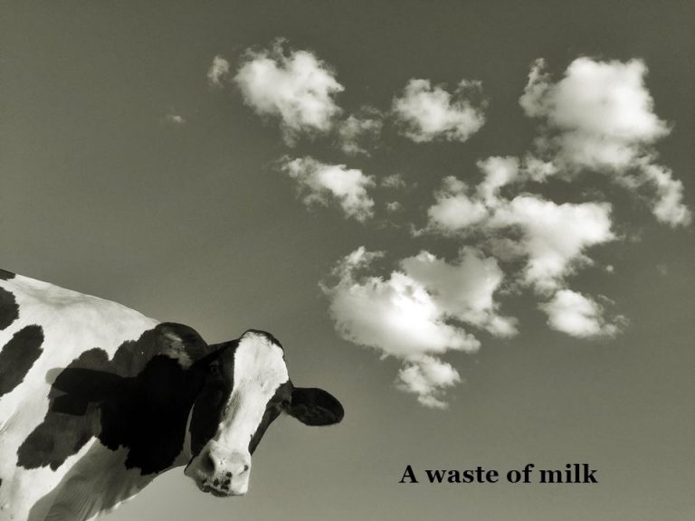 a cow
