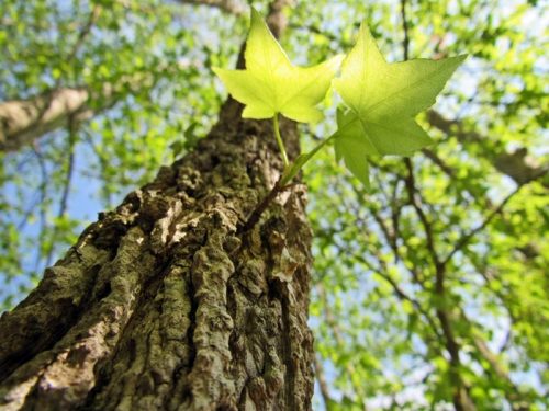 looking up a tree's leaves