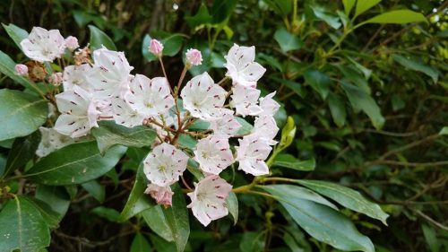 blooming mountain ivy