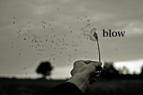 dandelion seeds blown in wind