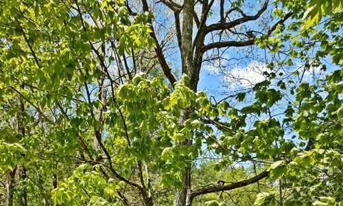 green trees with blue sky