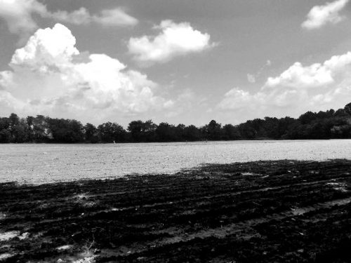 large agricultural field