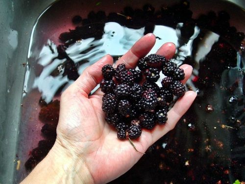 hand holding blackberries over sink of water