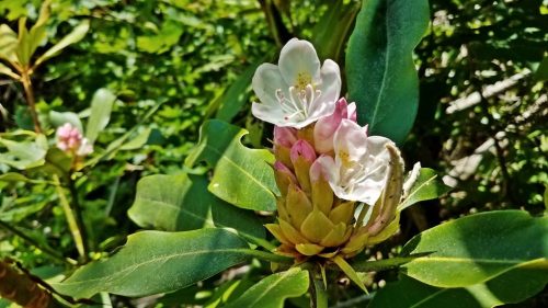 mountain laurel bloom