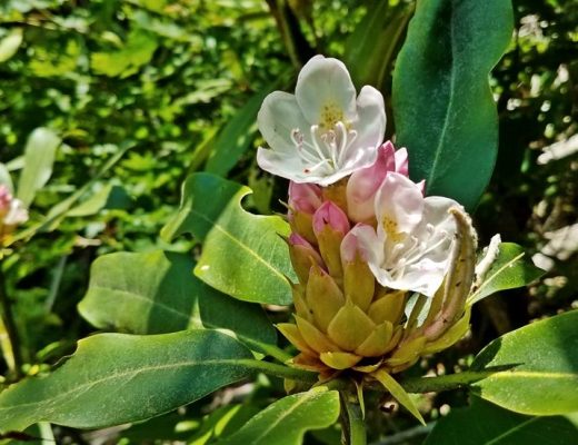 mountain laurel bloom