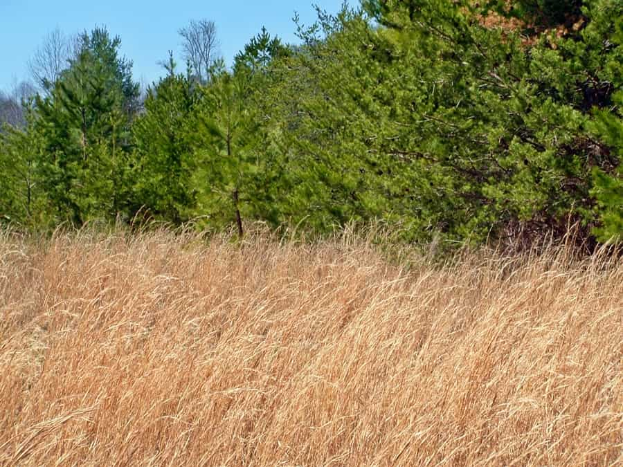 field of broomsedge