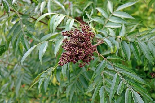 red sumac growing