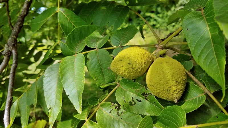 black walnuts growing on tree