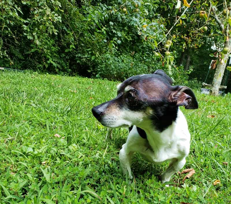 small black and white dog in grassy field