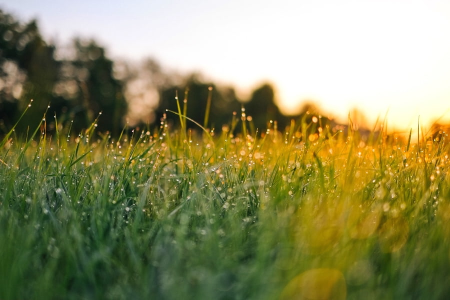 grassy field with dew