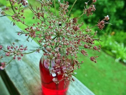 Image of Dew-covered seed head of Queen Anne's lace