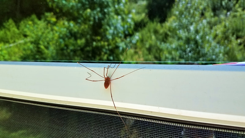 Frisky daddy long legs have started invading homes - this is how