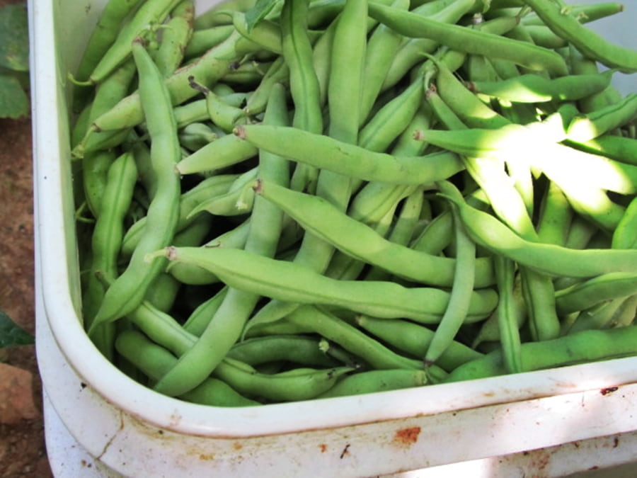 bucket full of greenbeans