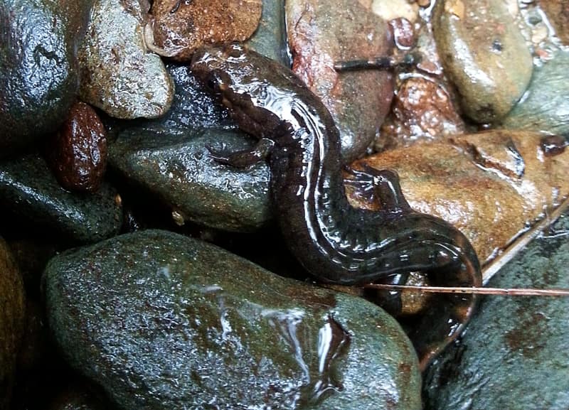 lizard in creek