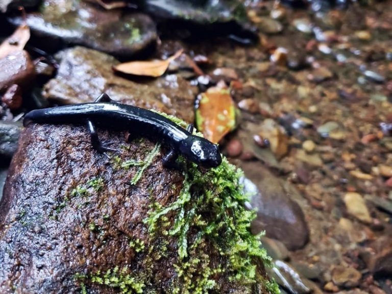 Lizard Fishing