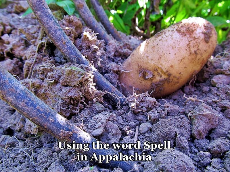 potato in garden