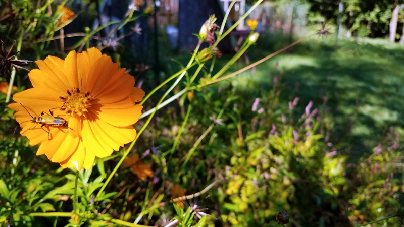 orange flower with orange bug on it