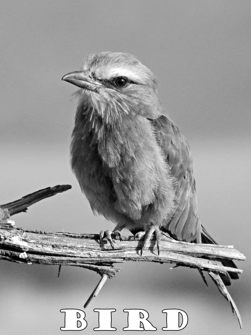 bird on limb