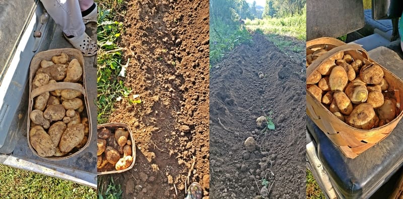 potatoes being dug from the ground and placed in baskets