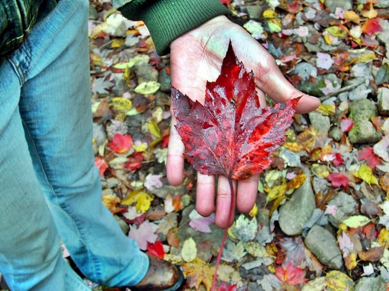 person standing in woods with leaf in outstretched hand
