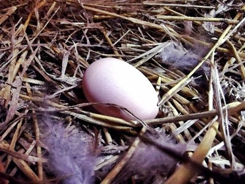 newly laid egg in straw