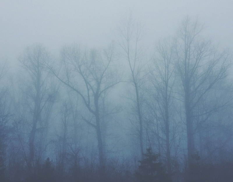 foggy trees that look spooky