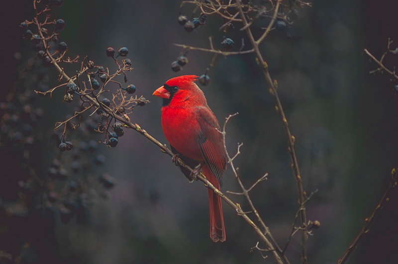 Cardinal sitting in the tree