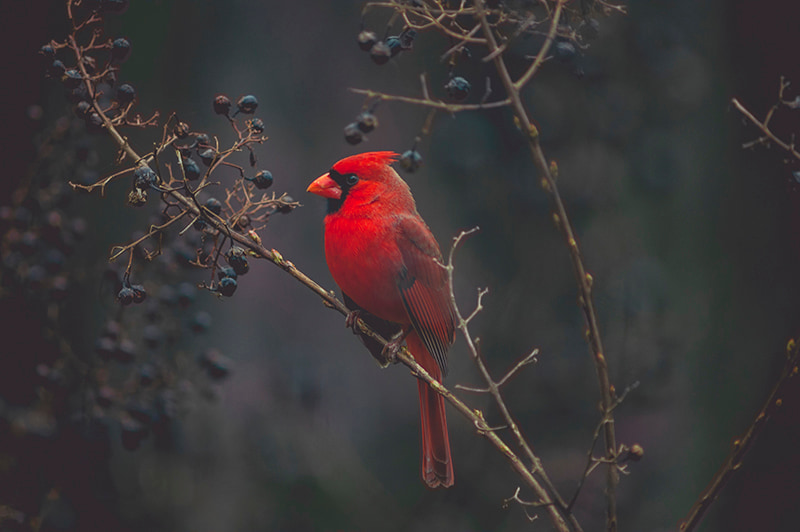 Beautiful blue jay bird perched on a tree branch with a red male northern  cardinal in