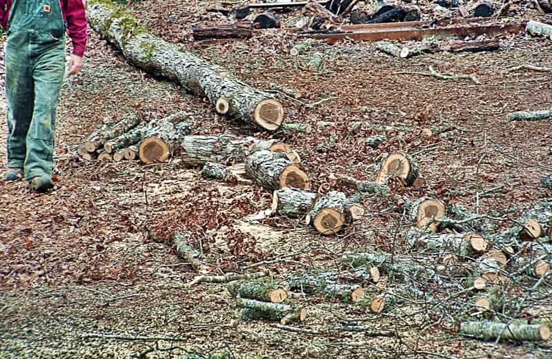 man cutting tree for wood