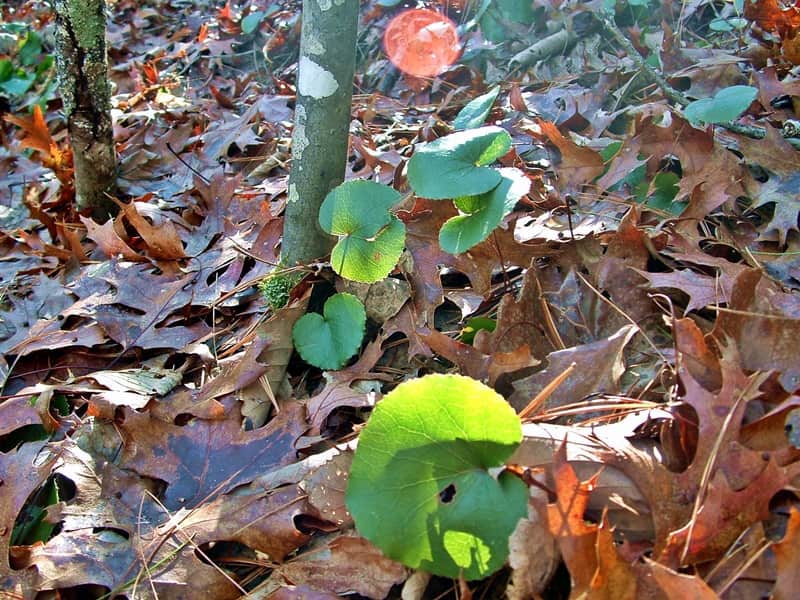 galax growing wild in the woods
