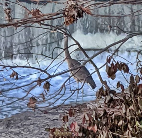 Bird standing by creek