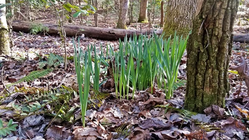 daffodils mark old home sites