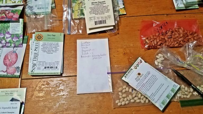 seeds spread out on table