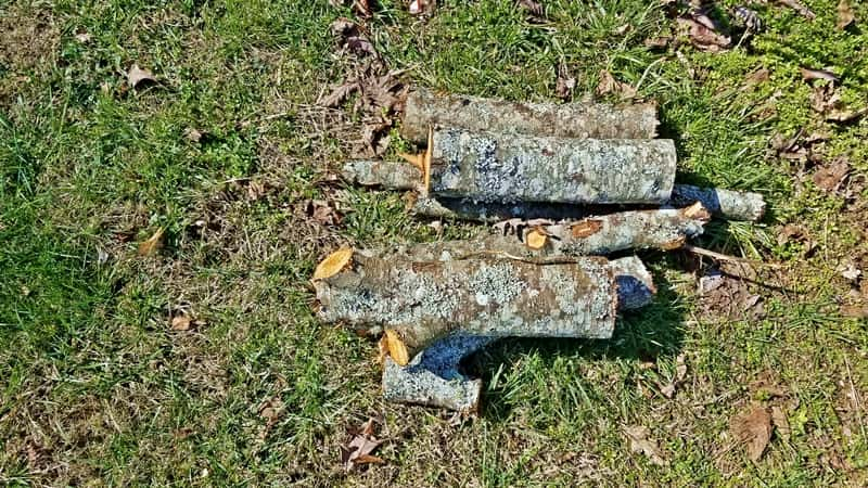 small pile of apple tree logs