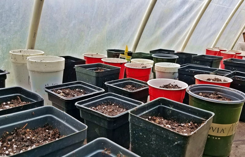 seedlings in greenhouse