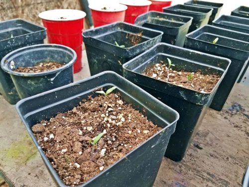 seedlings in a greenhouse