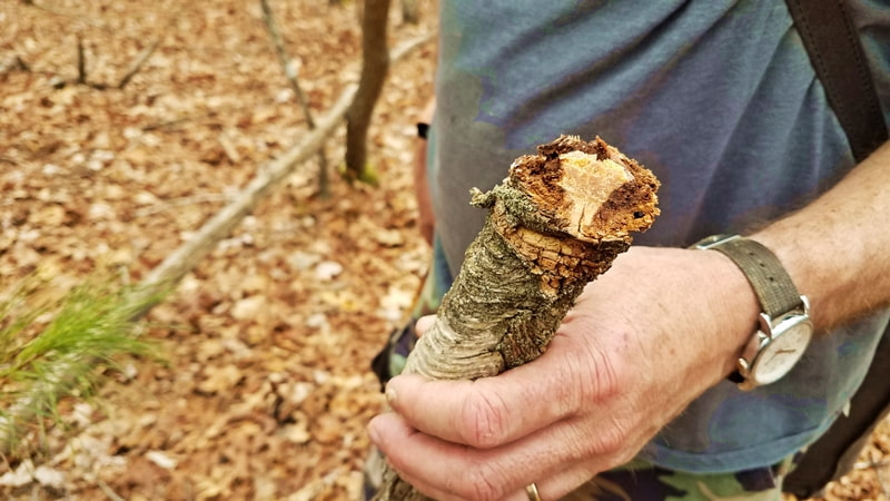 finding lightered wood