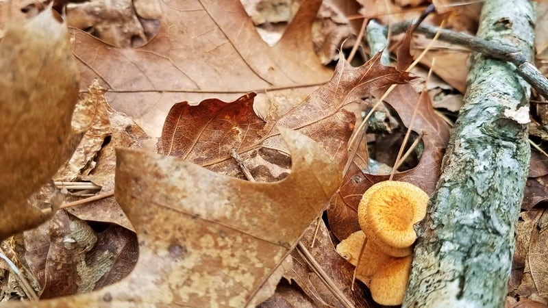 mushroom growing on branch