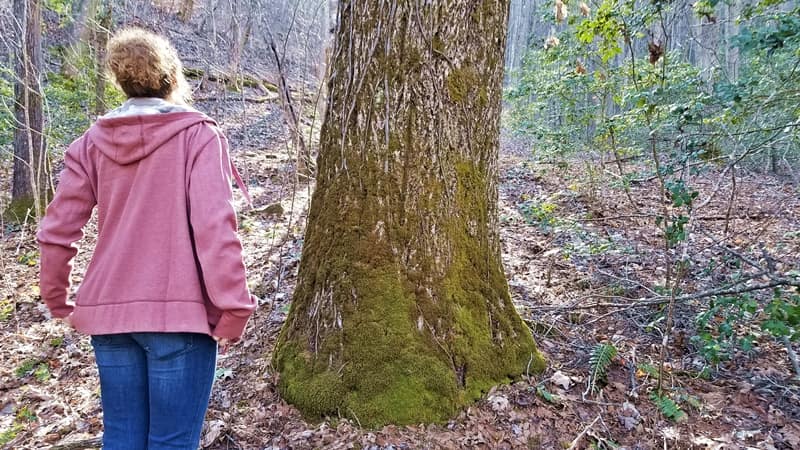 poison oak vine growing on hickory tree