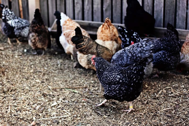 chickens in chicken yard